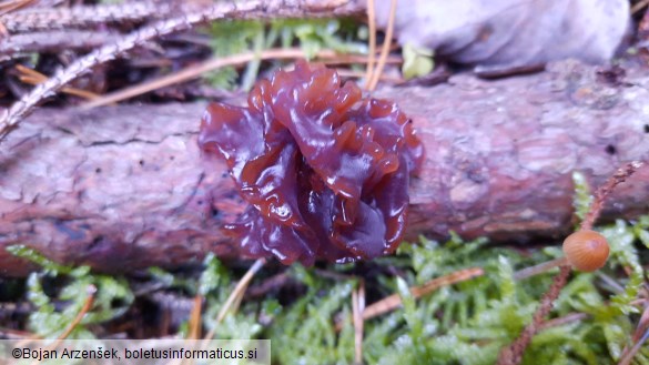 Phaeotremella foliacea