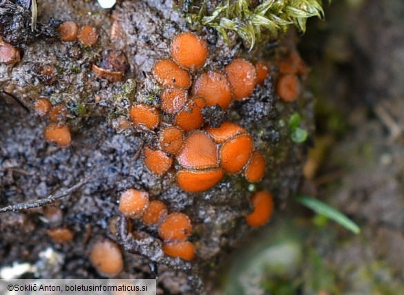 Cheilymenia rubra