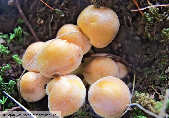 Hypholoma fasciculare