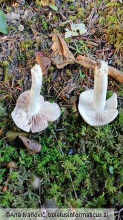 Entoloma rhodopolium