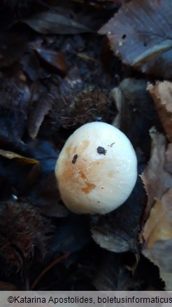 Hygrophorus lindtneri