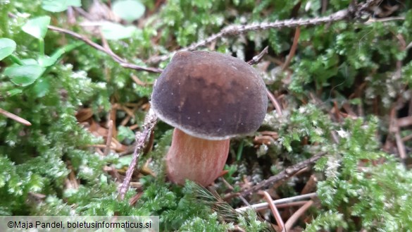 Boletus chrysenteron