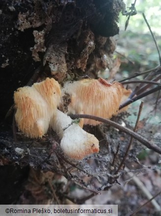 Hericium cirrhatum