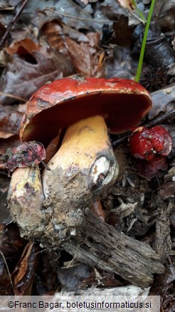 Rubroboletus lupinus