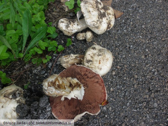 Agaricus bitorquis