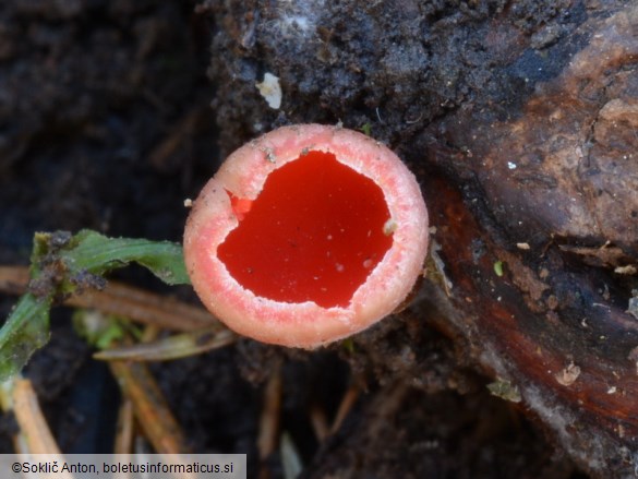 Sarcoscypha austriaca