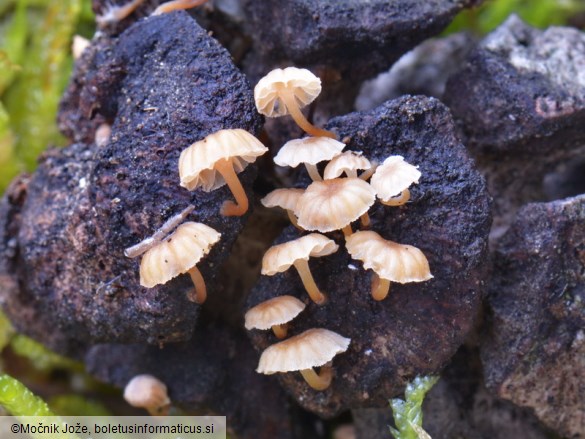 Mycena cupressina