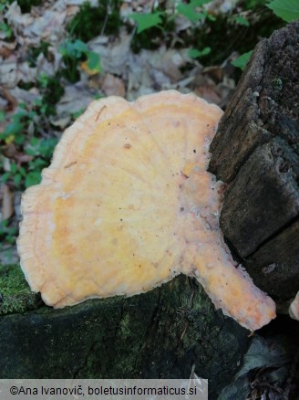 Laetiporus sulphureus