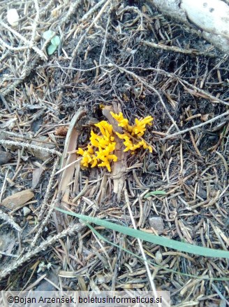 Calocera viscosa