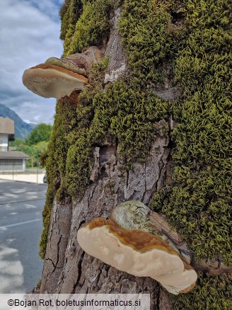 Ganoderma adspersum