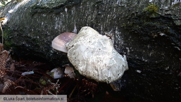 Fomitopsis betulina