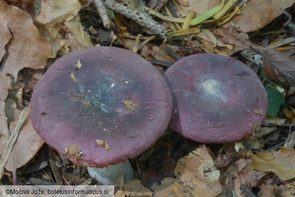 Russula turci