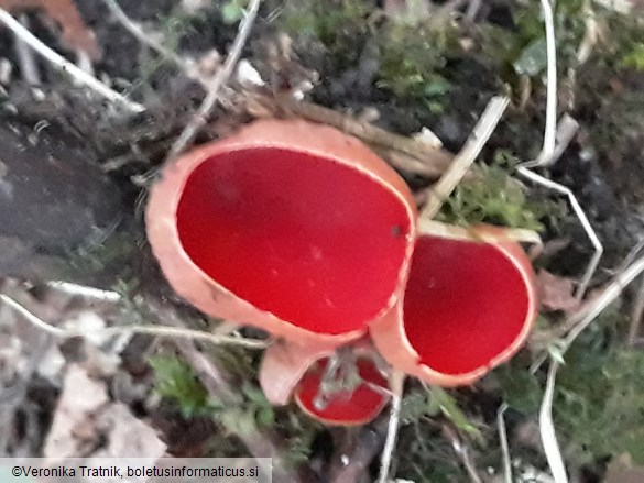 Sarcoscypha coccinea