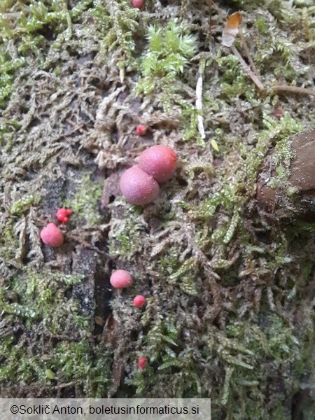 Lycogala epidendrum