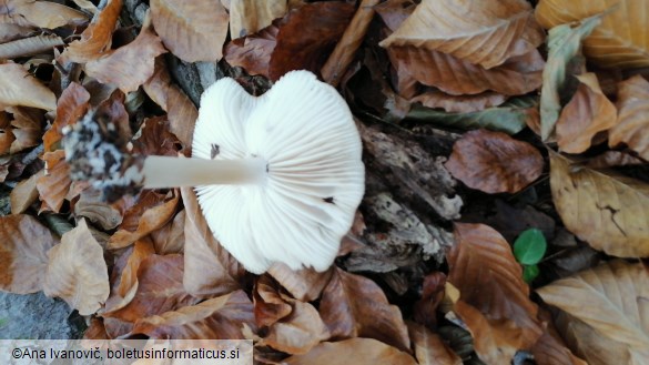 Megacollybia platyphylla