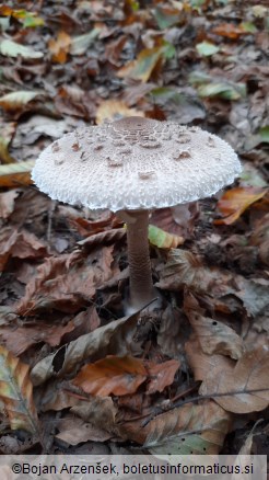 Macrolepiota procera