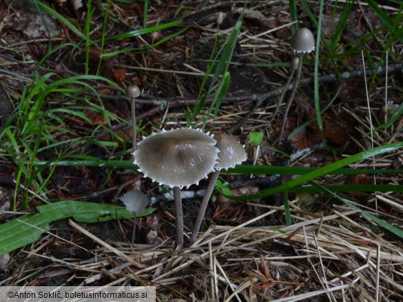 Panaeolus papilionaceus