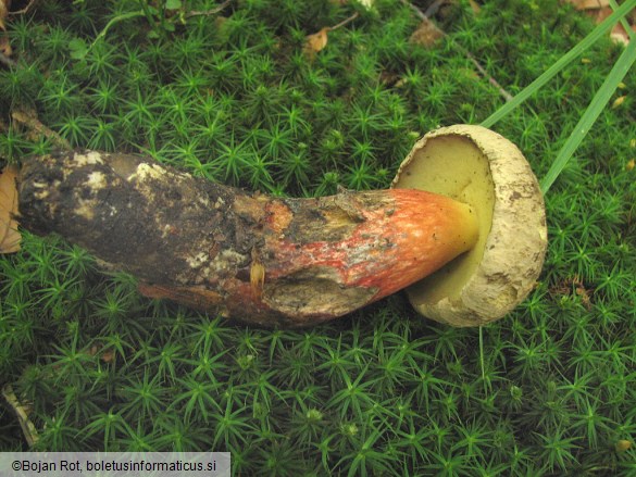 Boletus calopus