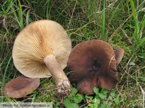 Lactarius picinus