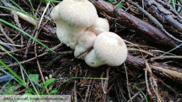 Lycoperdon perlatum