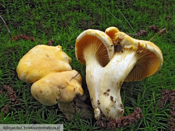 Cantharellus cibarius