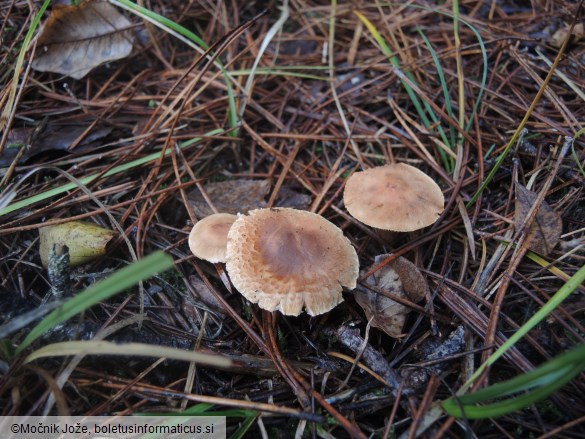 Tricholoma psammopus