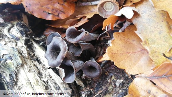 Craterellus cornucopioides