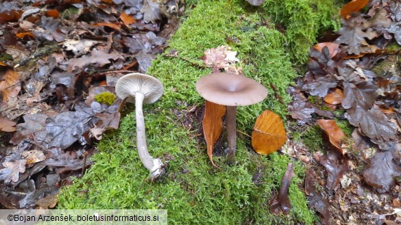 Pseudoclitocybe cyathiformis