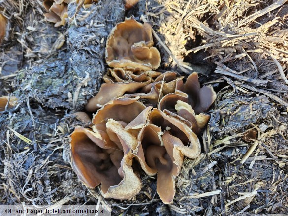 Peziza vesiculosa