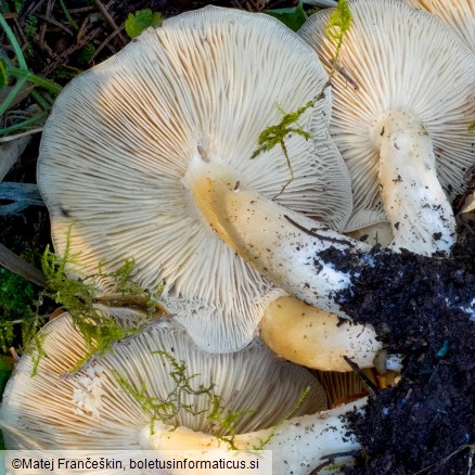 Lyophyllum loricatum