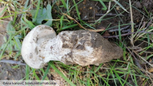 Amanita strobiliformis