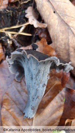 Craterellus cornucopioides