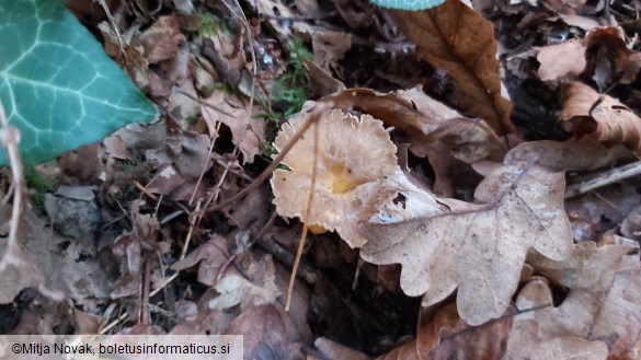 Craterellus lutescens