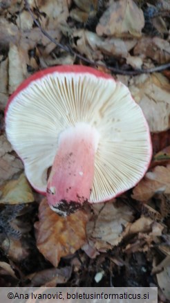 Russula lepida