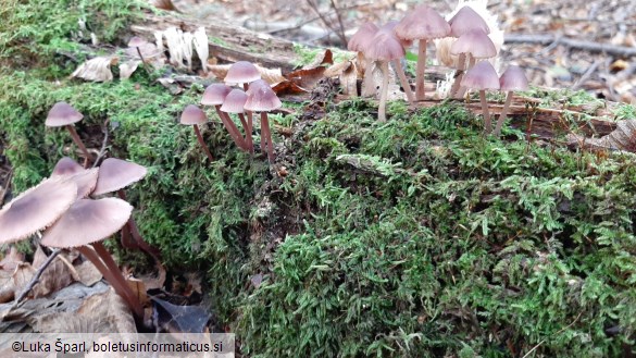 Mycena haematopus