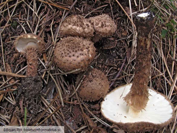 Echinoderma calcicola