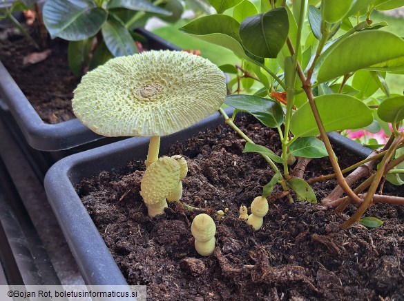 Leucocoprinus birnbaumii