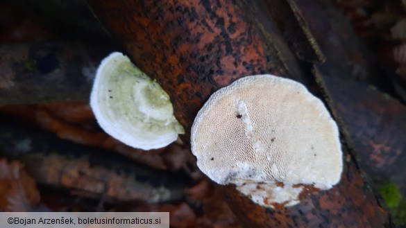 Trametes gibbosa