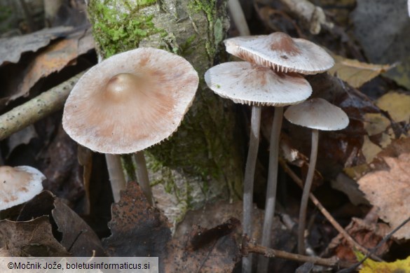 Mycena vitilis