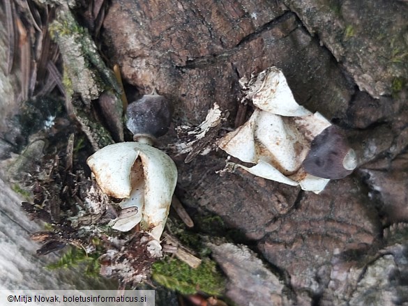 Geastrum quadrifidum
