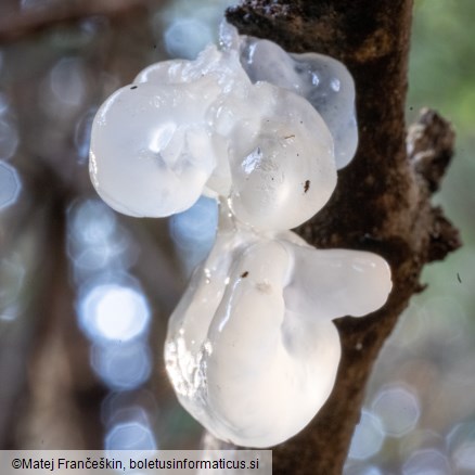 Tremella mesenterica f. crystallina