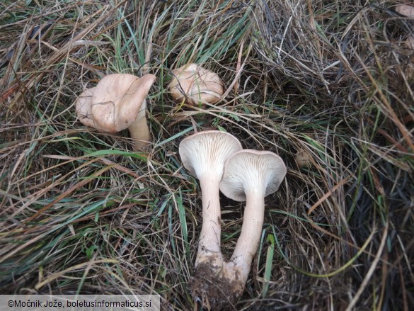 Infundibulicybe geotropa