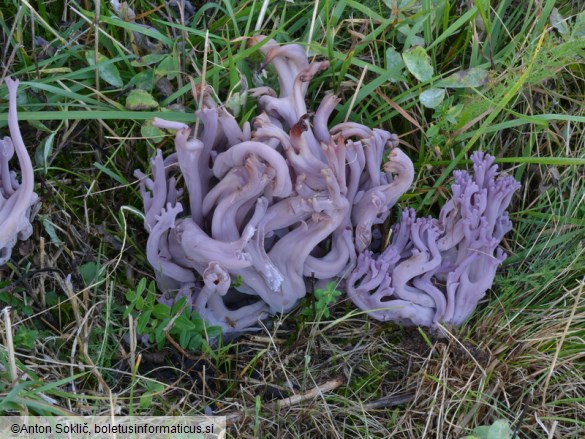 Clavaria zollingeri