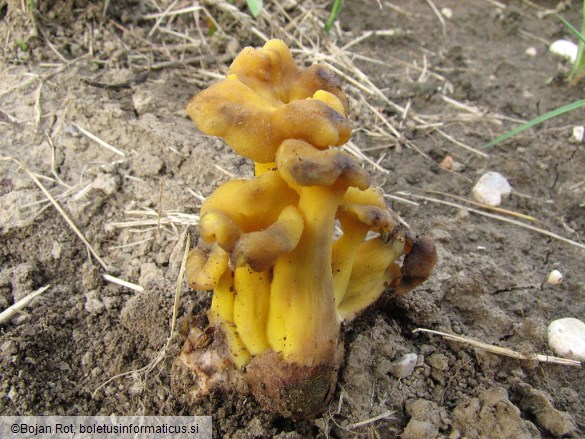 Cantharellus melanoxeros