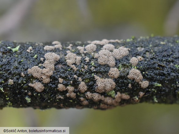 Merismodes fasciculata