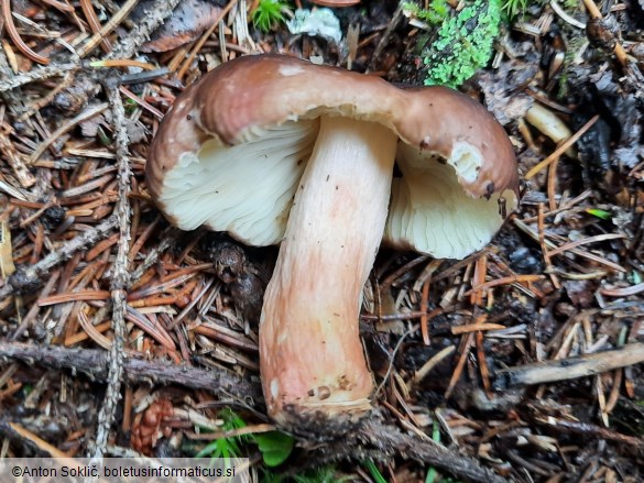 Russula favrei