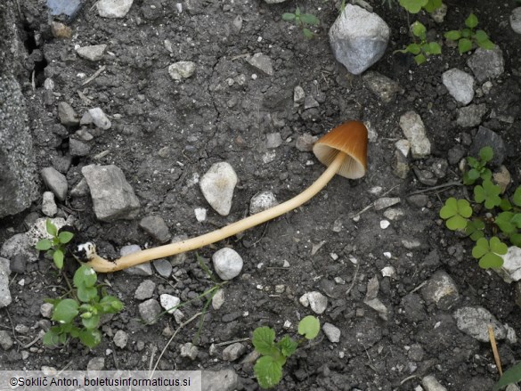 Conocybe aurea