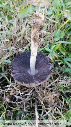 Coprinopsis atramentaria