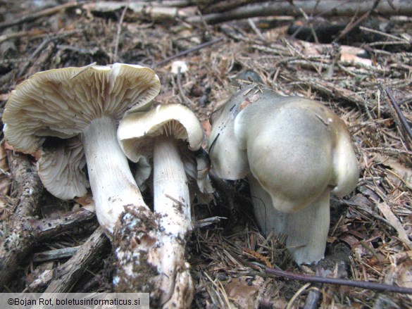 Tricholoma saponaceum