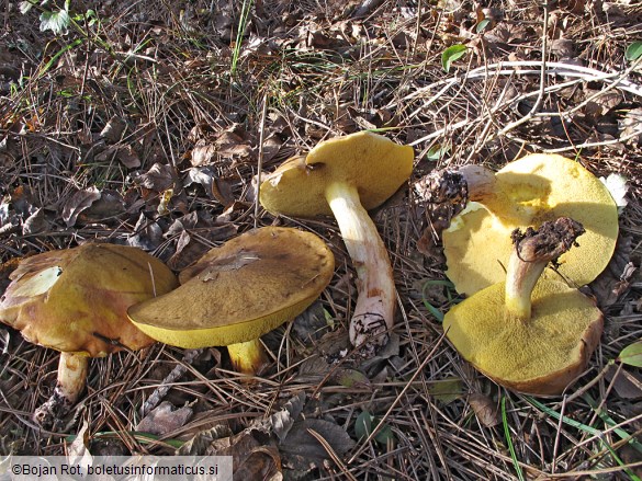 Suillus collinitus